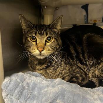 Domestic Short Hair Cats Available for Adoption - Big Foot | PetCurious