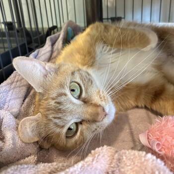 Thea -  Domestic Short Hair Cat for Adoption in East Hampton, New York - Thea | PetCurious