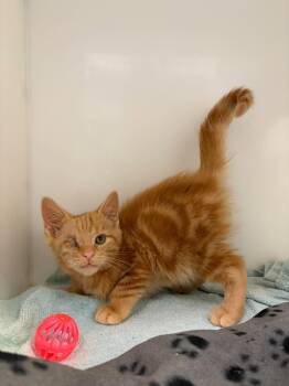 Wazowski -  Domestic Short Hair Cat for Adoption in Delson, Quebec - Wazowski | PetCurious