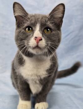 Rescue Domestic Short Hair Cats for Adoption in Sedalia, Colorado - Tulip | PetCurious