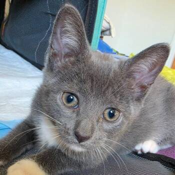 Cece -  Domestic Short Hair Cat for Adoption in Chicago, Illinois - Cece | PetCurious
