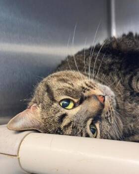 Veva -  Domestic Short Hair Cat for Adoption in Fallston, Maryland - Veva | PetCurious