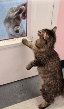 JUDY -  Domestic Long Hair Cat for Adoption in Muskegon, Michigan - JUDY | PetCurious