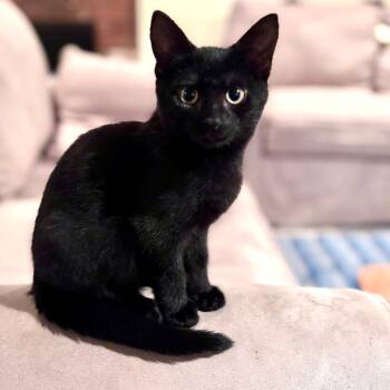 Banana -  Domestic Short Hair Cat for Adoption in Hopkinton, Massachusetts - Banana | PetCurious