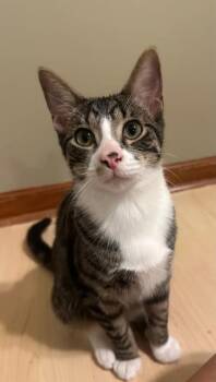 Bugsy -  Domestic Short Hair Cat for Adoption in Kalamazoo, Michigan - Bugsy | PetCurious