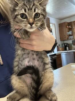 Rescue Domestic Medium Hair Cats for Adoption in Hellertown, Pennsylvania - Brina | PetCurious