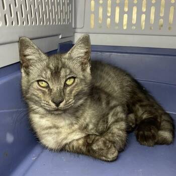 Sylvio -  Domestic Medium Hair Cat for Adoption in Roanoke, Virginia - Sylvio | PetCurious