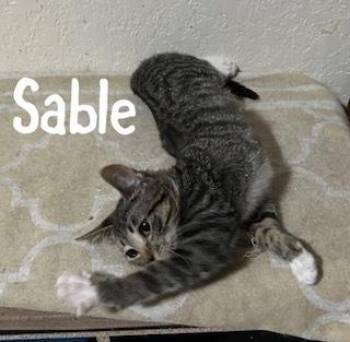 Domestic Short Hair Cats Available for Adoption in Ruskin, Florida - Sable | PetCurious