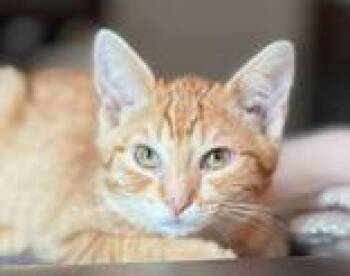 Haaland -  Domestic Short Hair Cat for Adoption in Toronto, Ontario - Haaland | PetCurious