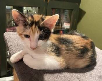 Clementine -  Domestic Short Hair Cat for Adoption in Morristown, New Jersey - Clementine | PetCurious