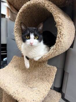 Domestic Short Hair Cats Available for Adoption in Webster Groves, Missouri - Marinara | PetCurious