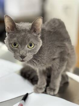 Rescue Domestic Medium Hair Cats for Adoption - SHRIMP | PetCurious