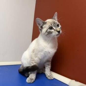 Peyton -  Siamese and Domestic Short Hair Cat for Adoption in Janesville, Wisconsin - Peyton | PetCurious