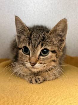 Tabitha -  Domestic Short Hair Cat for Adoption in Pottsville, Pennsylvania - Tabitha | PetCurious