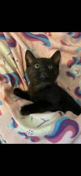 Domestic Long Hair Cats Available for Adoption - Smoochie | PetCurious