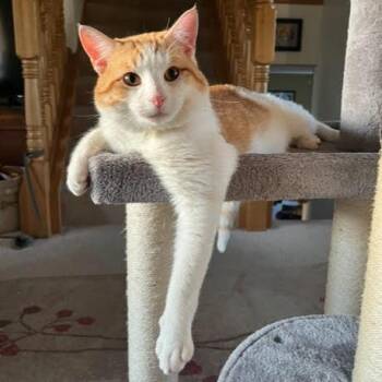 Harley C11374 -  Domestic Short Hair Cat Available for Adoption - Harley C11374 | PetCurious
