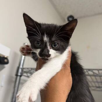 Mordue -  Domestic Short Hair Cat for Adoption in Philadelphia, Pennsylvania - Mordue | PetCurious