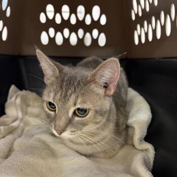Meredith -  Domestic Short Hair Cat for Adoption in Evensville, Tennessee - Meredith | PetCurious