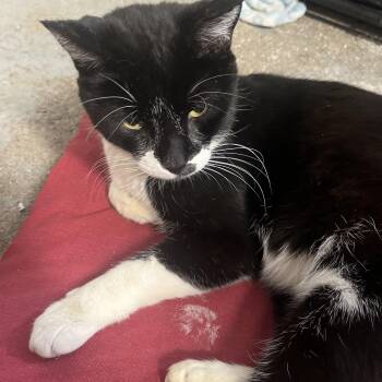 Rescue Domestic Short Hair Cats for Adoption in Cleveland, Ohio - Henry | PetCurious