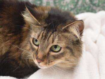 Domestic Medium Hair Cats Available for Adoption - Evangeline | PetCurious