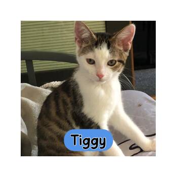 Tiggy -  Domestic Short Hair Cat for Adoption in Warren, Ohio - Tiggy | PetCurious