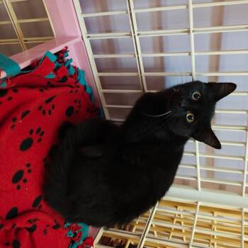 Rescue Domestic Short Hair Cats for Adoption in Madison, Wisconsin - Nightshade | PetCurious