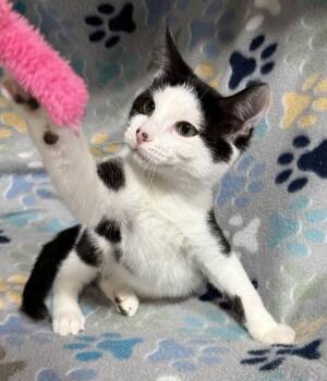 Gum Drop -  Domestic Short Hair Cat Available for Adoption in Jackson, Georgia - Gum Drop | PetCurious
