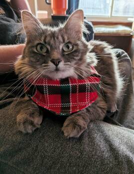 Domestic Long Hair Cats Available for Adoption in Meeker, Oklahoma - Megaera | PetCurious