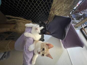 Rescue Domestic Short Hair Cats for Adoption in Stanwood, Washington - Hesitate | PetCurious