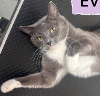 Domestic Short Hair Cats Available for Adoption - Evie Bobevie | PetCurious
