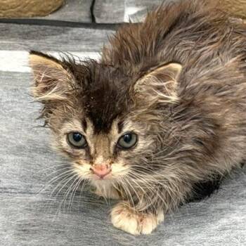 Delphinium 11 -  Domestic Medium Hair Cat for Adoption in Austin, Texas - Delphinium 11 | PetCurious