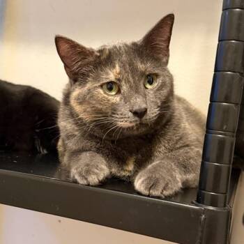 Sepia -  Domestic Short Hair Cat for Adoption in Houston, Texas - Sepia | PetCurious