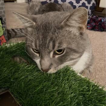 Munch -  Domestic Short Hair Cat for Adoption in Wheeling, Illinois - Munch | PetCurious