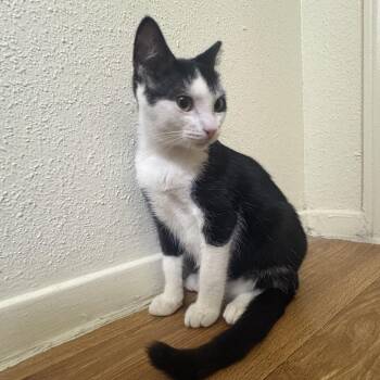 Marquis -  Domestic Short Hair Cat for Adoption in Houston, Texas - Marquis | PetCurious