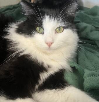 Dice -  Domestic Long Hair Cat for Adoption in Johnston, Rhode Island - Dice | PetCurious