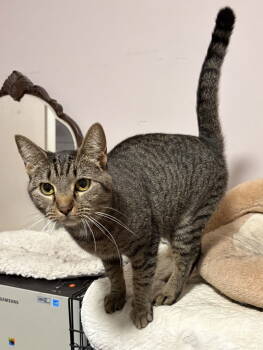 Rescue Domestic Short Hair Cats for Adoption in White Bluff, Tennessee - Winnie | PetCurious