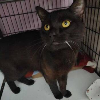 Parsley Jinxy -  Domestic Short Hair Cat for Adoption in Davenport, Iowa - Parsley Jinxy | PetCurious
