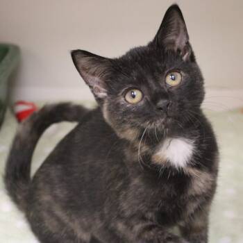Winifred Sanderson -  Domestic Short Hair Cat for Adoption in Champaign, Illinois - Winifred Sanderson | PetCurious