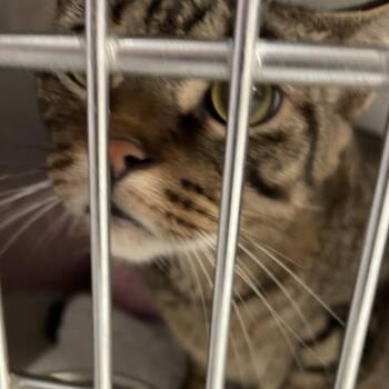 Domestic Short Hair Cats Available for Adoption in Port Charlotte, Florida - Viper | PetCurious