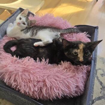 Loopsi -  Domestic Short Hair Cat for Adoption in Philadelphia, Pennsylvania - Loopsi | PetCurious