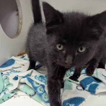 Warble -  Domestic Short Hair Cat for Adoption in Jeffersonville, Indiana - Warble | PetCurious