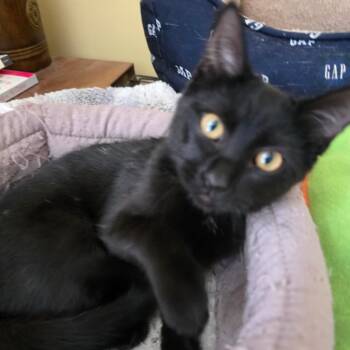 Morticia -  Domestic Short Hair Cat for Adoption in Idaho Falls, Idaho - Morticia | PetCurious