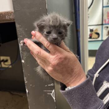 Mowgli -  Domestic Short Hair Cat for Adoption in Columbus, North Carolina - Mowgli | PetCurious