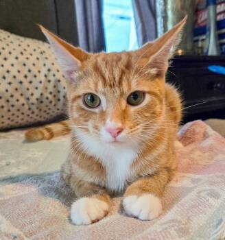 Drogo -  Domestic Short Hair and Tabby Cat for Adoption in Pompano Beach, Florida - Drogo | PetCurious