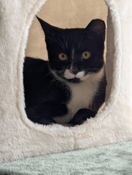 Tuxedo Cats Available for Adoption in Oswego, South Carolina - Keychain | PetCurious