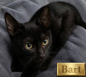 Bart ( The Simpsons) -  Tuxedo Cat for Adoption - Bart ( The Simpsons) | PetCurious
