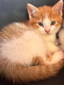 Domestic Short Hair Cats Available for Adoption in West Chester, Pennsylvania - Barry BeanBoozle | PetCurious
