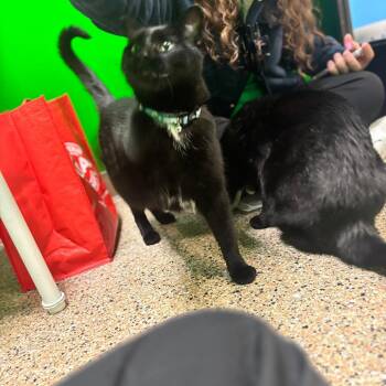 Jack -  Domestic Short Hair Cat for Adoption in Cheyenne, Wyoming - Jack | PetCurious