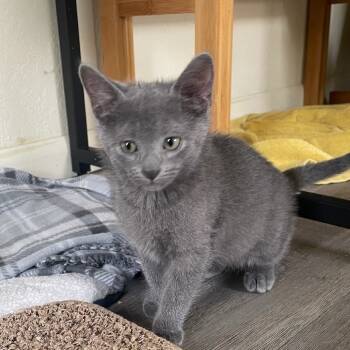 Rescue American Shorthair Cats for Adoption in Collinsville, Oklahoma - Sage | PetCurious