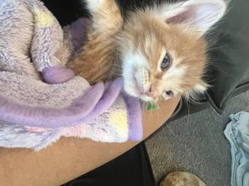 Meeny -  Domestic Short Hair Cat for Adoption in Fruit Heights, Utah - Meeny | PetCurious